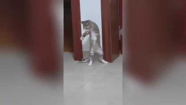 Смеешься — проигрываешь 😜 Самые смешные видеоролики с собаками и кошкам смотреть онлайн