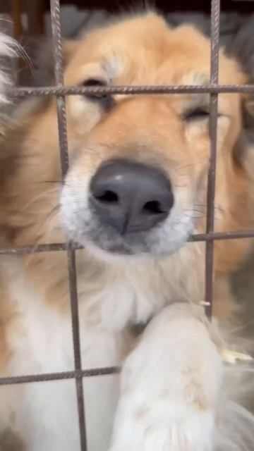 Лесси в поисках дома