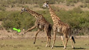 Жираф ломает ногу в драке