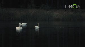 Природа. Лебедь-шипун_5