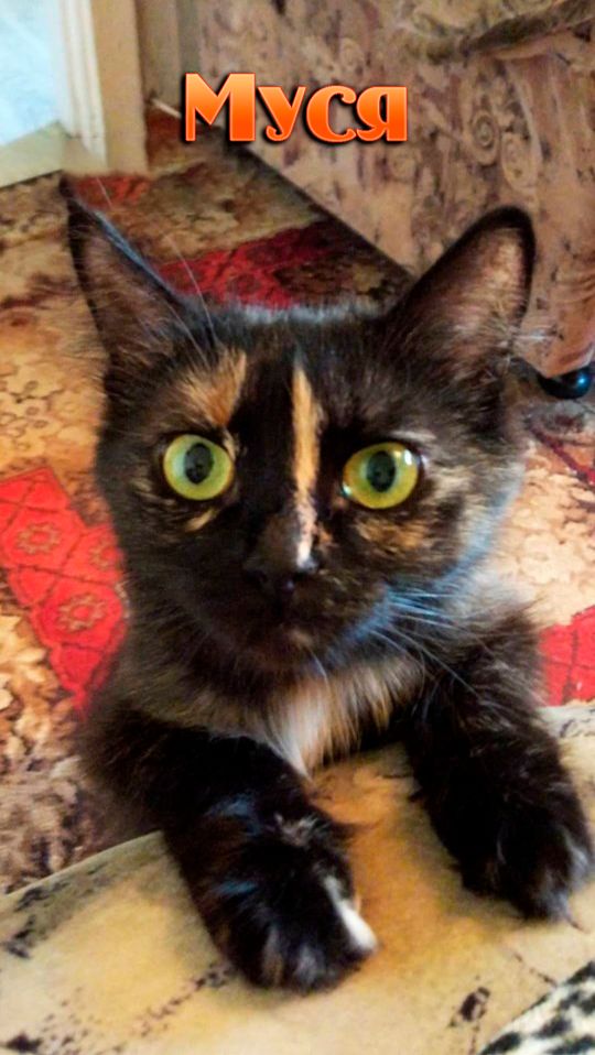 Муся недовольна shorts