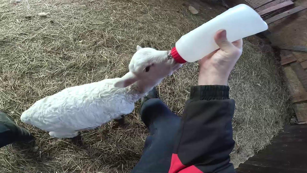 Нива почти готова ! Новый ковер ! ХУТОР В ЛЕСУ №933 смотреть онлайн