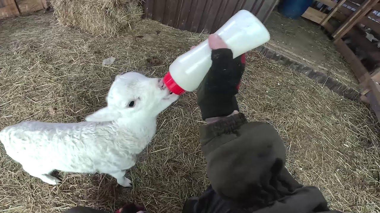 Собираю Ниву ! Полка под колонки ! ХУТОР В ЛЕСУ №928 смотреть онлайн