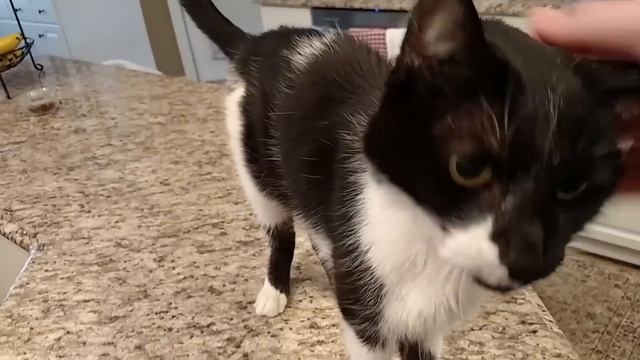 У кота сумасшедшее глубокое мяуканье смотреть онлайн