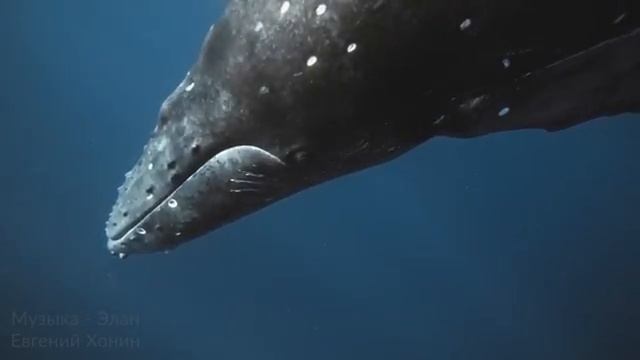 Исцеляющее Пение Китов для Снятия Напряжения, Энергетических Блоков и Глубокой Релаксации 895 гц смотреть онлайн