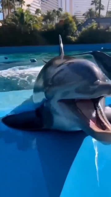 Дельфин смотреть онлайн