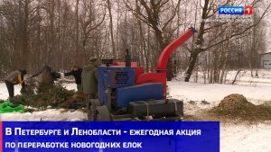 В Петербурге и Ленобласти ежегодная акция по переработке новогодних елок