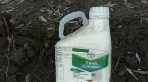 Весенние работы по уходу за пионами