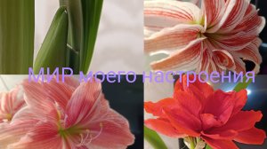 24.01.26 Гиппеаструмы цветение Дабл Делишез, Даблет ,Свит Нимф