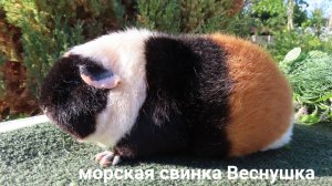 Сложности получения #черепахового_окраса у #морских_свинок и #сирийских_хомяков