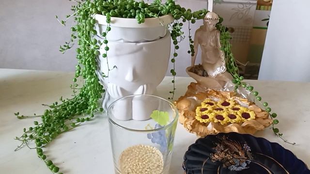 Взайдут даже старые семена смотреть онлайн