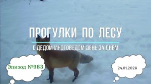 Прогулки по лесу. День за днем с дедом Многоведом. 24 января 2026г. Эпизод 983.