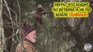 Хозяйка верхнего яруса - поймана куница