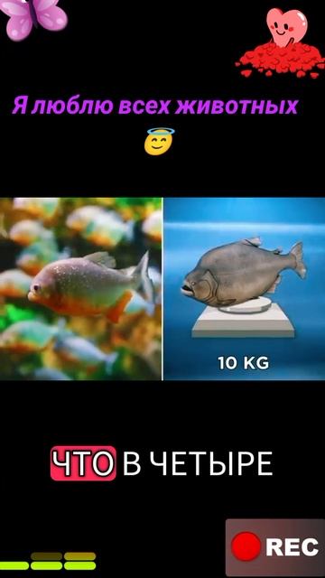 Я люблю всех животных😇 смотреть онлайн