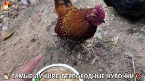 Цыплята и Курочки селяночки лучшие беспородные несушки 🥚 (430)
