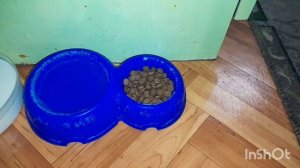 Как правильно кормить кошку.🐱🐈