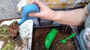 25-01-2026 ПЕРЕСАЖИВАЮ БЕГОНИИ🌺🌺🌺