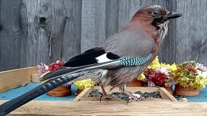 Видеосъёмка Птиц