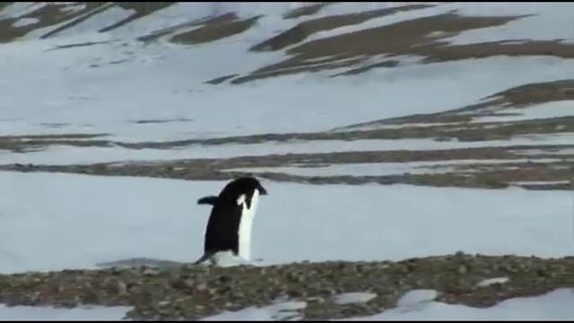 Пингвин идет к горе смотреть онлайн