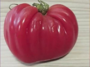 Томаты Польской селекции.  Новинки 2025 года. Часть 2