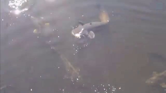 10 Удивительных находок в озерах в которые сложно поверить. смотреть онлайн