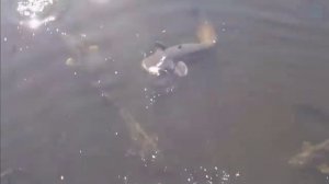 10 Удивительных находок в озерах в которые сложно поверить.