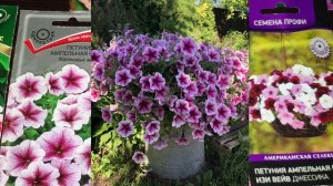 Петуния. Успех в выращивание. Выбор кашпо.