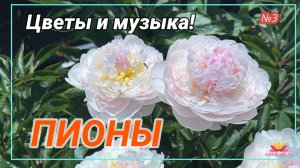 ЦВЕТЫ и МУЗЫКА!