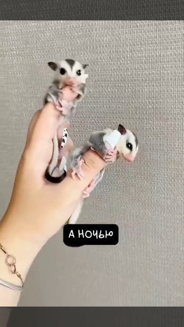 Какие же они прикольные смотреть онлайн