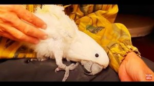 ВОТ ЭТО ДА! Вы посмотрите КАК попугай Жора ПОЛЮБИЛ ВЛАДА!