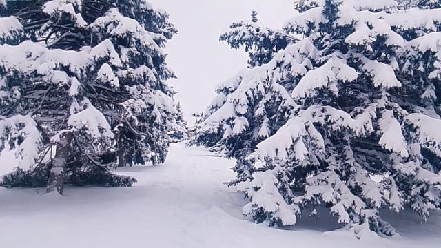 зимний лес зимой в лесу VID_20260112_152448 смотреть онлайн