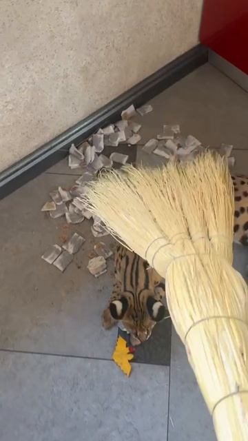 Сервал раскидал пакетики чая. Саванна пакостит смотреть онлайн