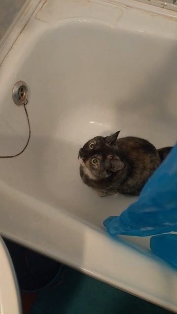 Спалили 😀😊 Бусинка тоже хочет купаться смотреть онлайн