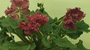 24.01.2026.Москва.Выставка фиалок в Дрме фиалок.