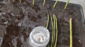 Укореняем голубику Зимой