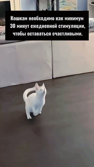 Артикул Я.Маркет - YM10195805 (не забудь при поиске YM) смотреть онлайн