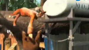 Анонс Карусель "Маша и медведь" осень 2015 (08.10.2015)