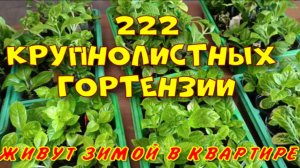 222 КРУПНОЛИСТНЫХ ГОРТЕНЗИИ ЖИВУТ ЗИМОЙ В КВАРТИРЕ!