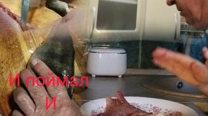 Как почистить речного окуня.