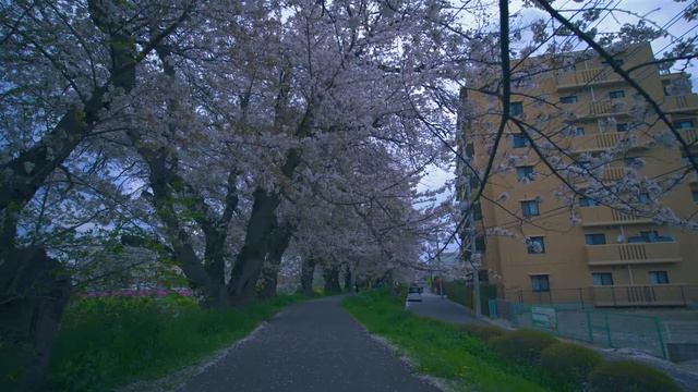Tokyo Spring Drive ⁄ Cherry Blossoms & Riverside Calm 🌸 ⁄ 8K 60fps ⁄ Ambient-only (2160p_60fps_AV1- смотреть онлайн
