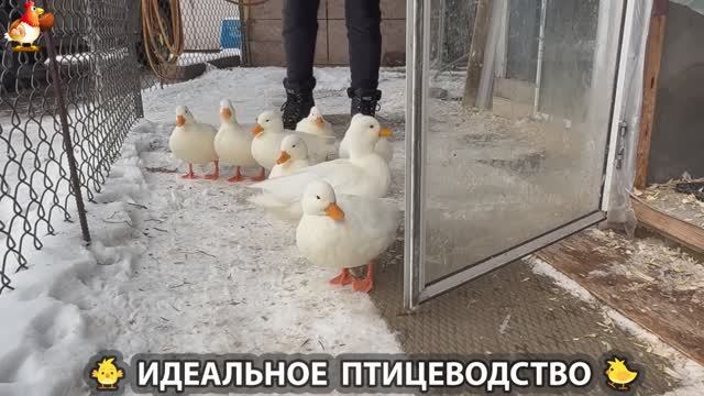 Идеальное птицеводство достойно восхищения 🐓🦆🦢🦚🦃🐔 эпизод (447) смотреть онлайн