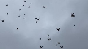 Белокалитвинские торцовые голуби БК