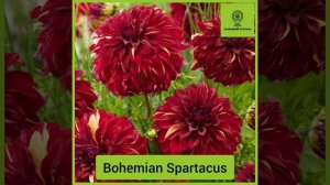 предзаказ георгины весна 2026