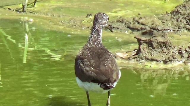Черныш(бекасовый) смотреть онлайн