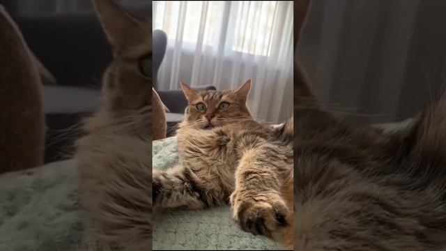 пушистики поднимают настроение.mp4 смотреть онлайн