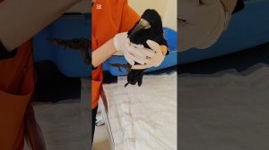 Снежка и Коко отвезла в клинику