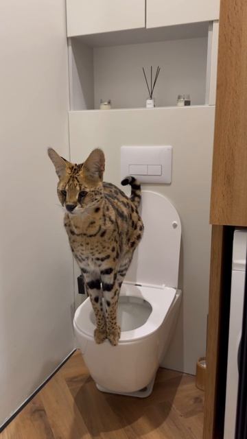 Как приучить кота к унитазу. Сервал ходит не в латок смотреть онлайн