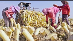 Традиционное производство консервированной редьки, массовое производство сушеной редьки. Тайвань