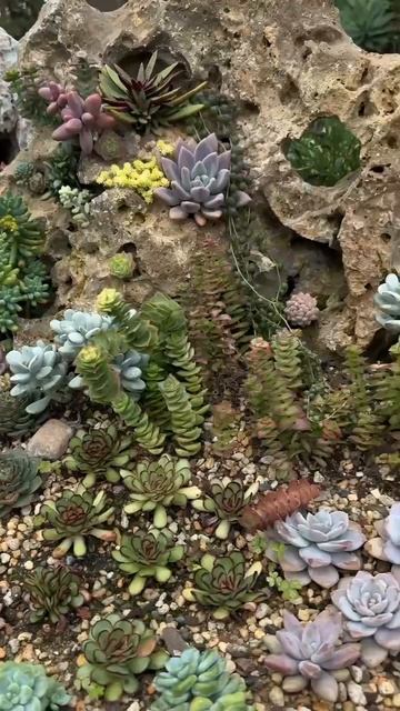 Сад суккулентов смотреть онлайн