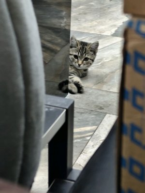 майнкрафт стрим